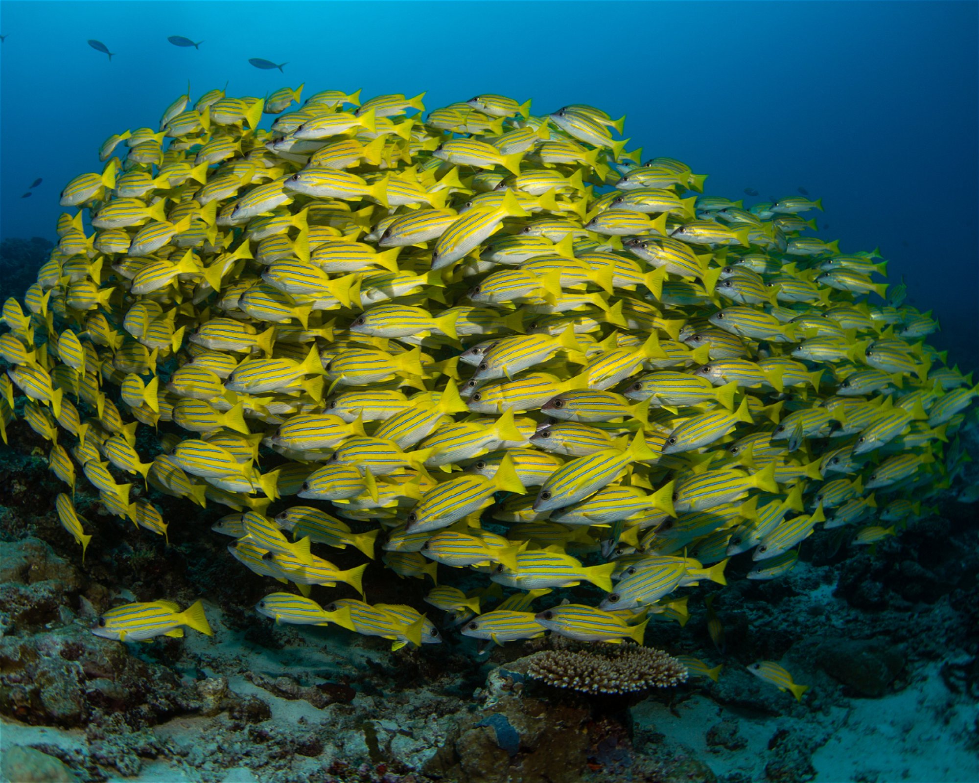 Sub Oceanic at Hilton Maldives Amingiri, 20188 North Male Atoll