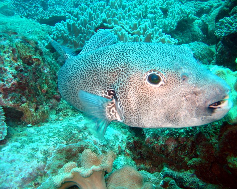 Divesite Image