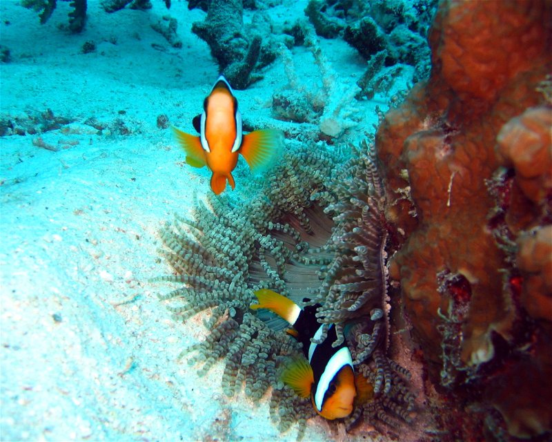 Divesite Image