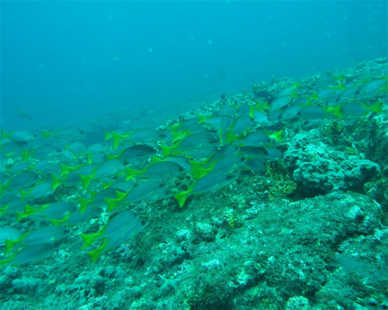 Divesite Image