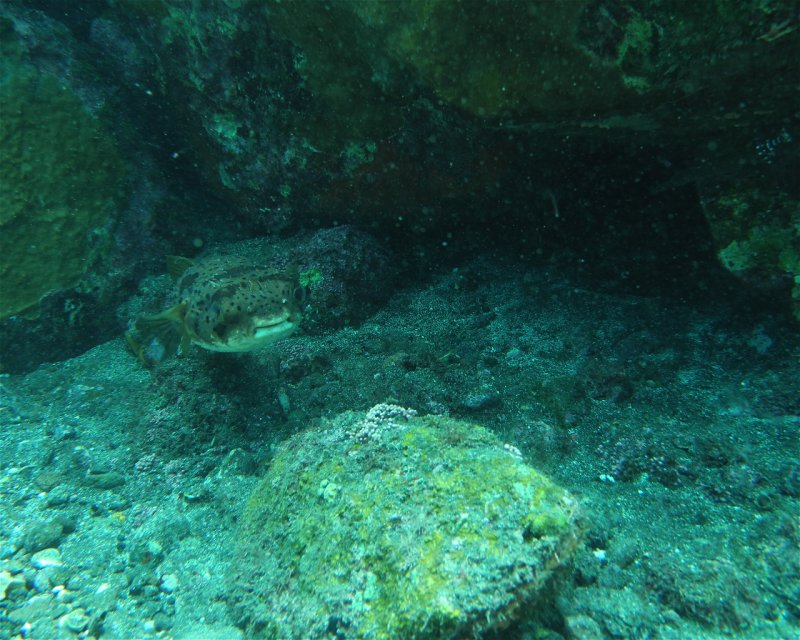 Divesite Image