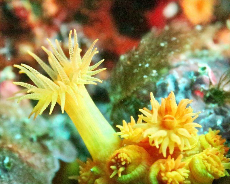 Divesite Image