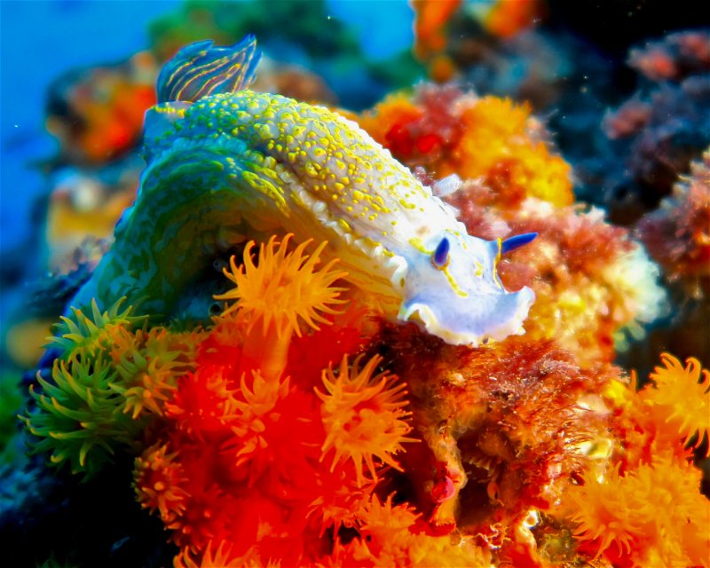 Divesite Image