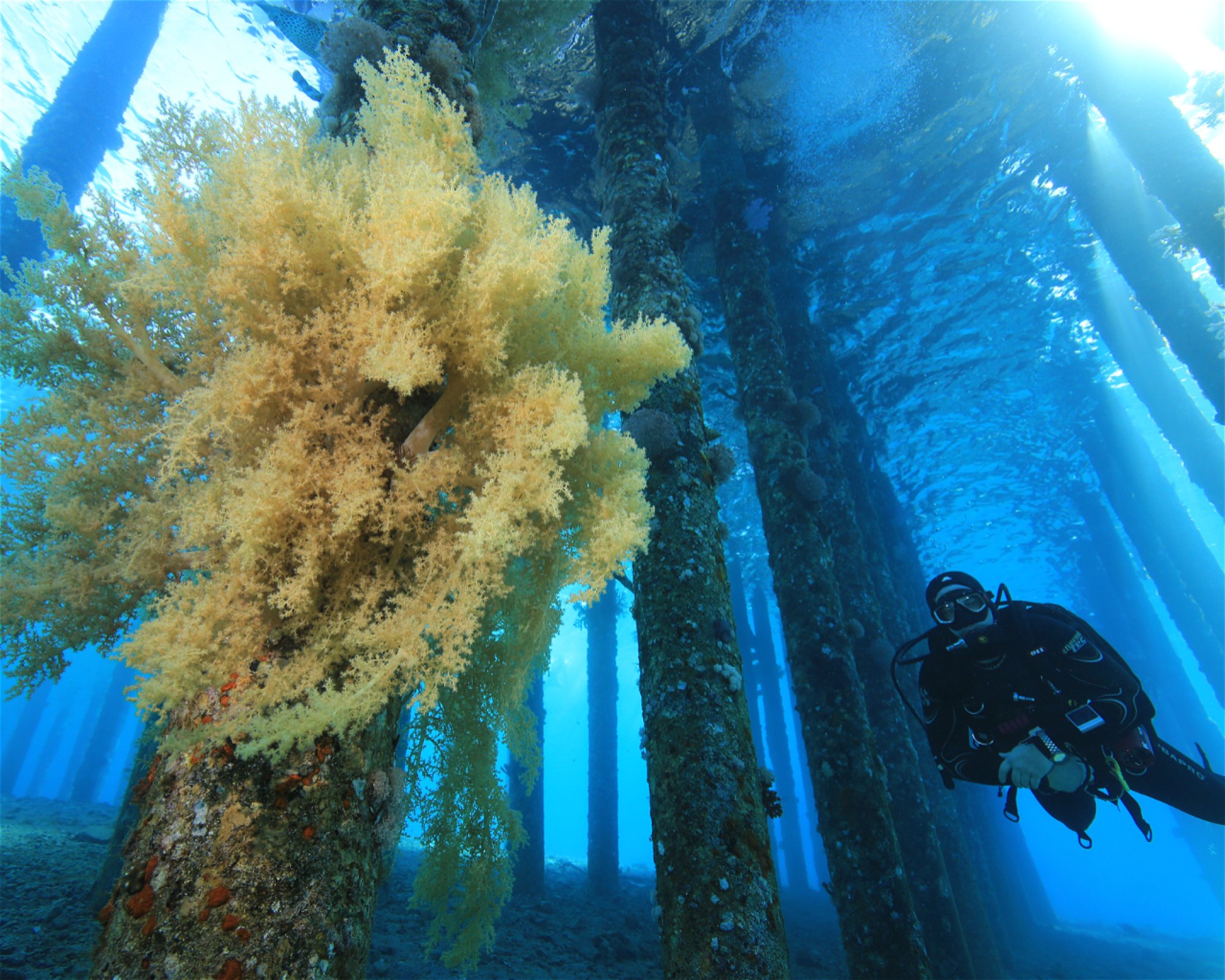 Sinai Divers Aqaba, 77110 Aqaba