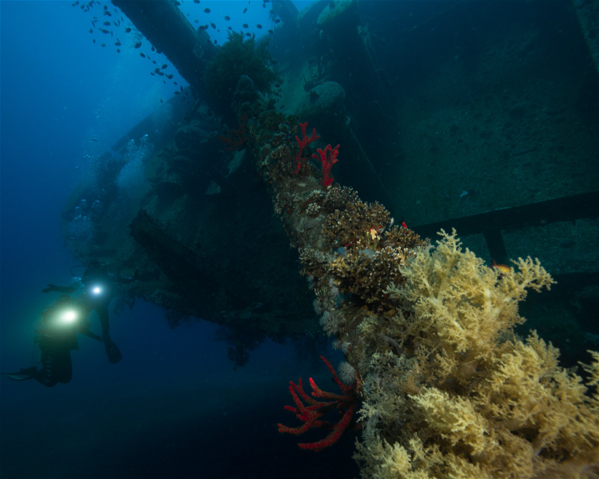 Sinai Divers Aqaba, 77110 Aqaba