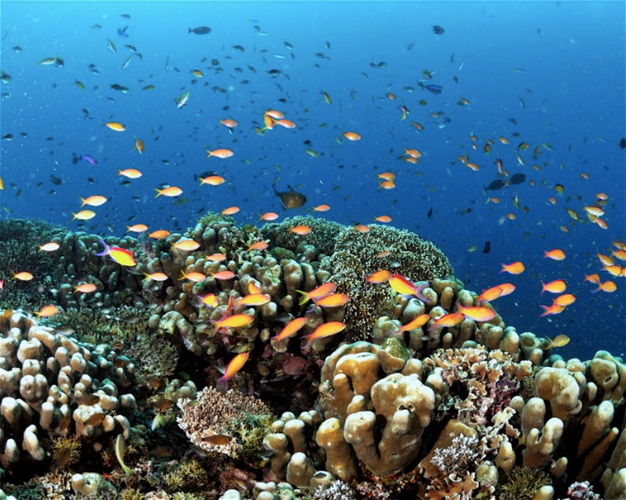 MANTA DIVE, Gili Trawangan