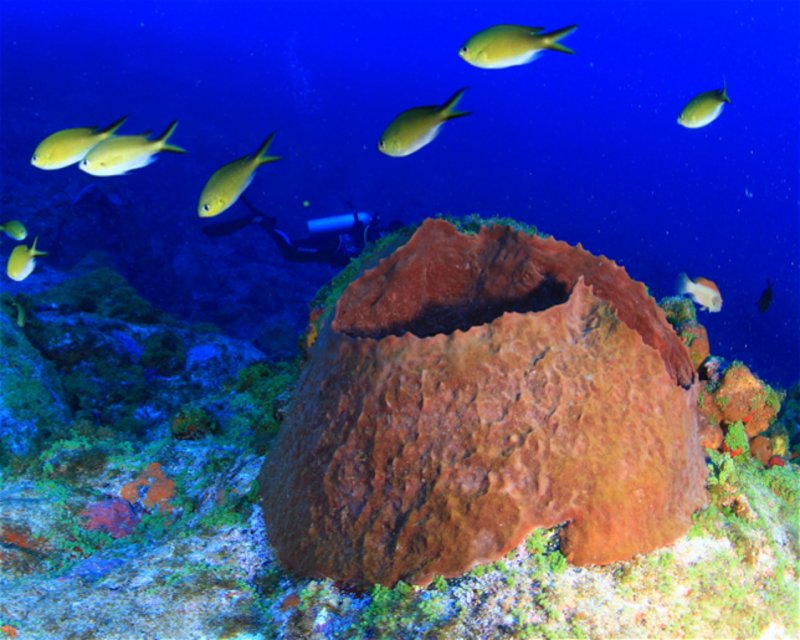 Divesite Image