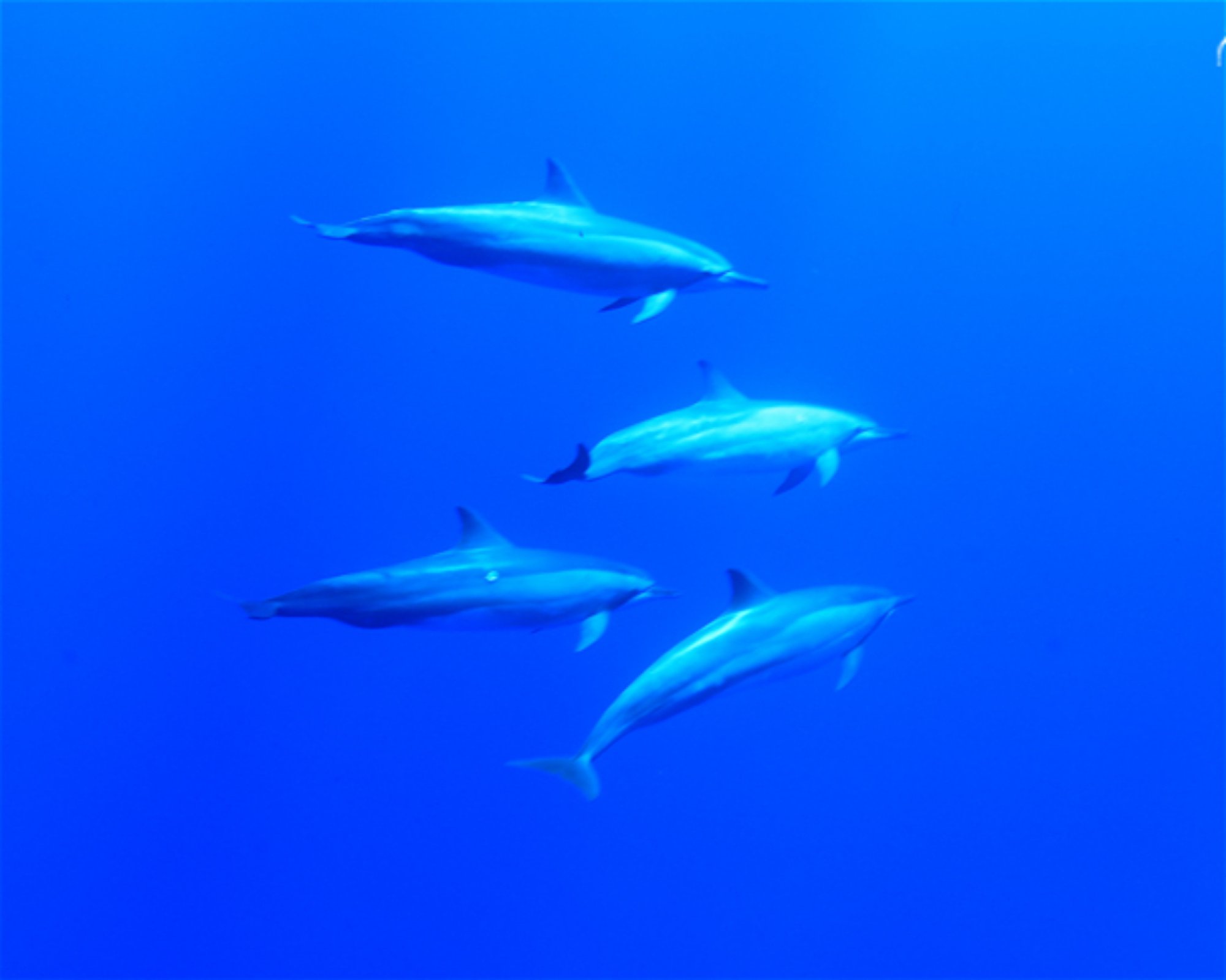 CNM DIVE, 13211-698 JUNDIAI