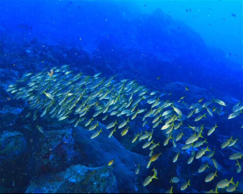Divesite Image