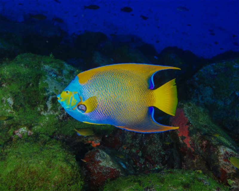 Divesite Image
