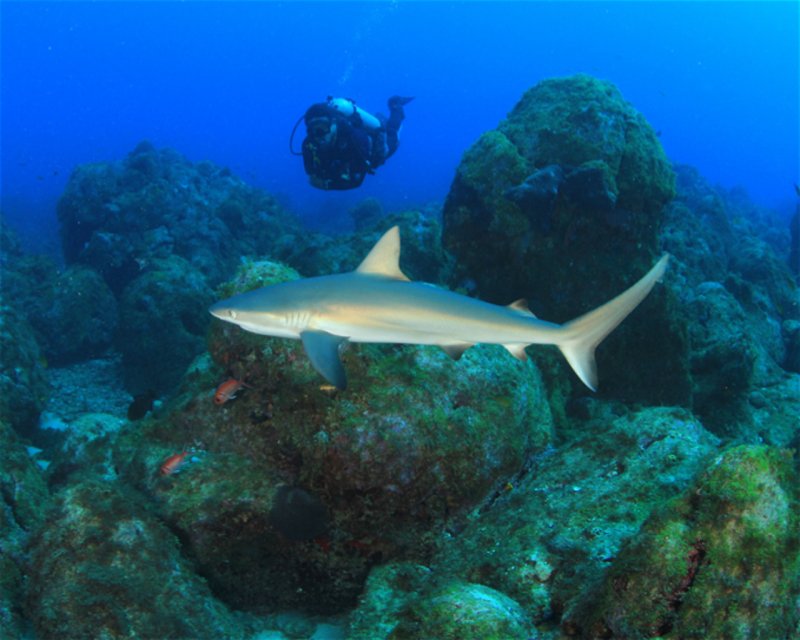 Divesite Image