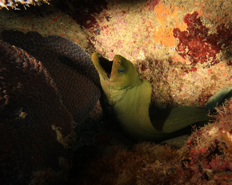 Divesite Image