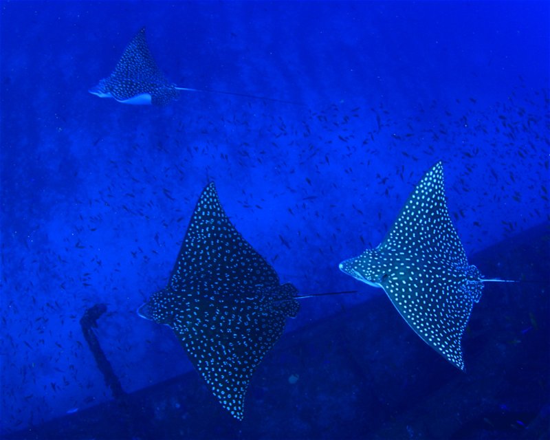 Divesite Image