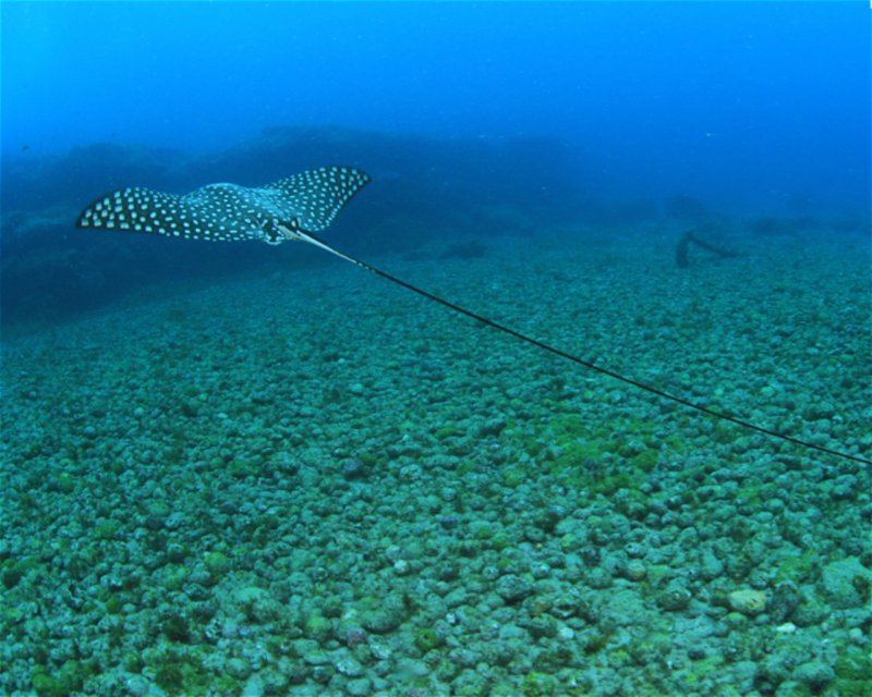 Divesite Image