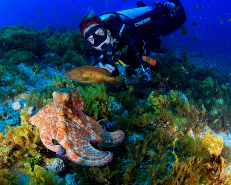 Divesite Image