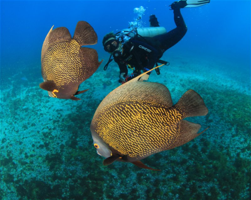 Divesite Image