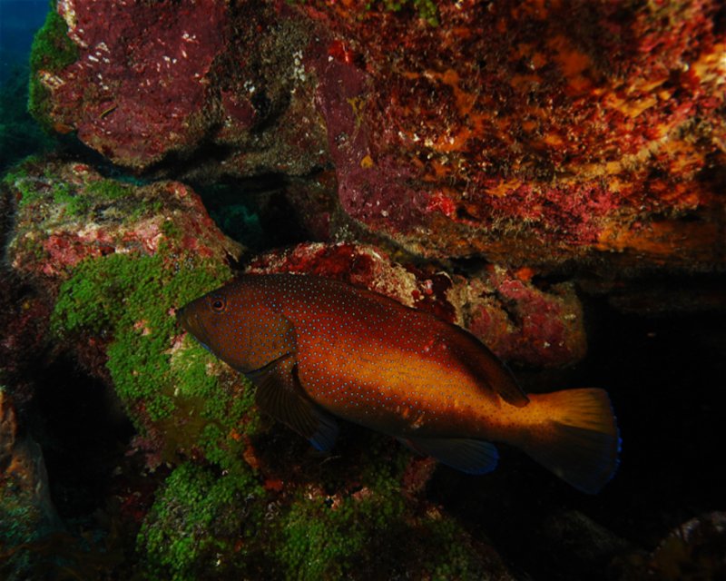 Divesite Image
