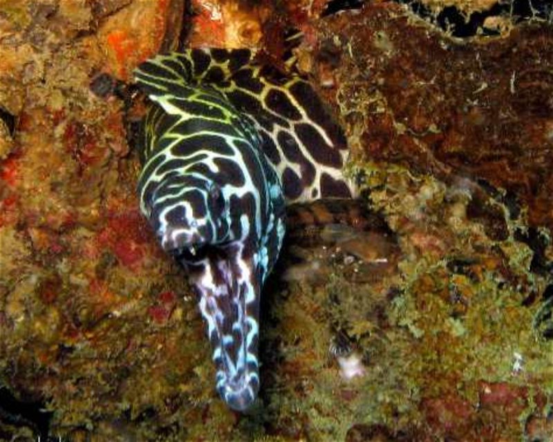 Divesite Image
