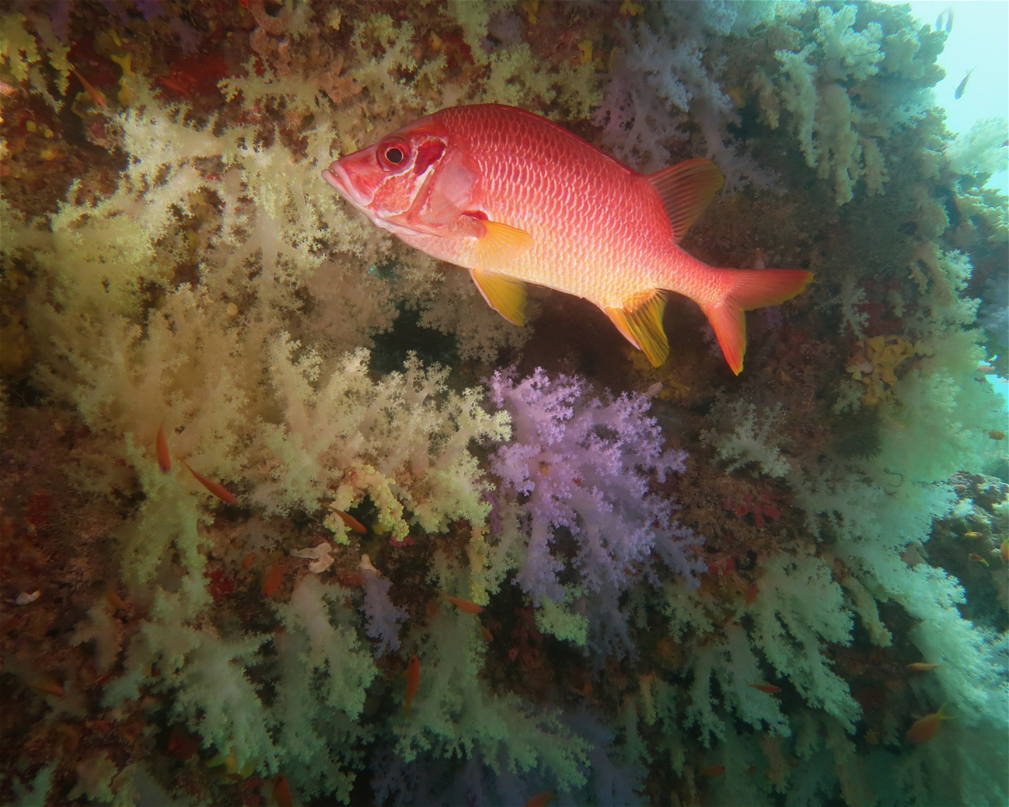 DivePoint Hudhuran Fushi, 20193 Male
