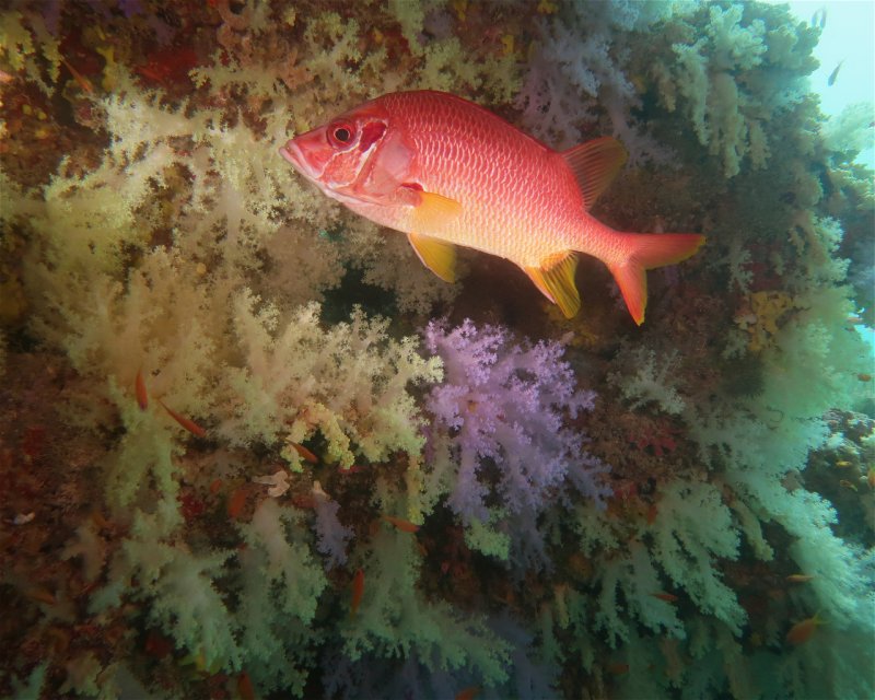 Divesite Image