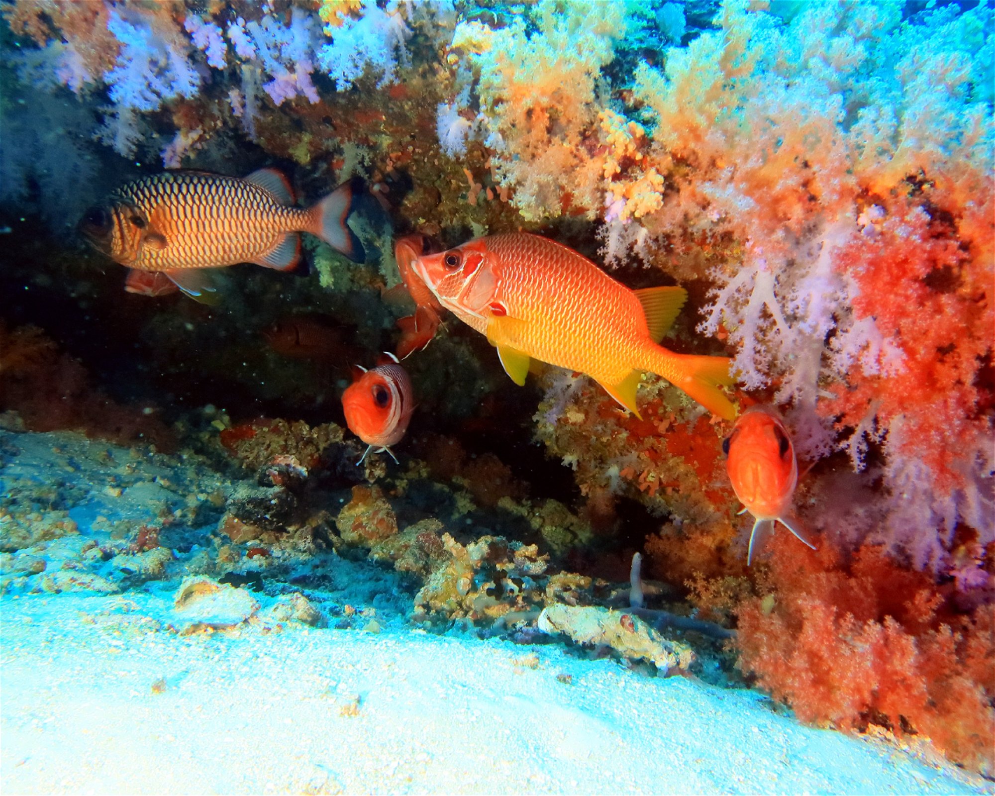 DivePoint Hudhuran Fushi, 20193 Male