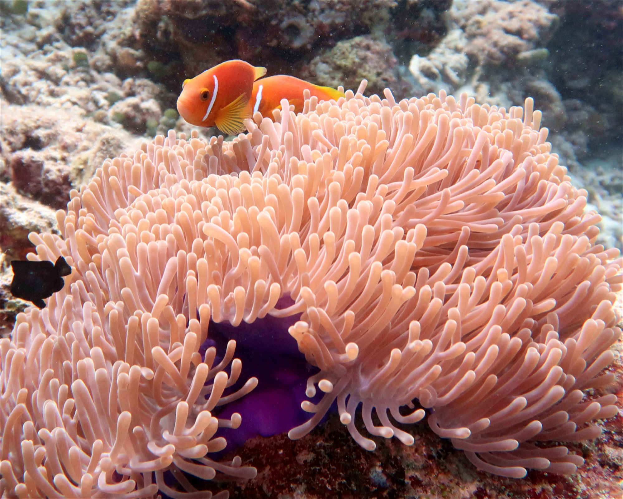 DivePoint Hudhuran Fushi, 20193 Male