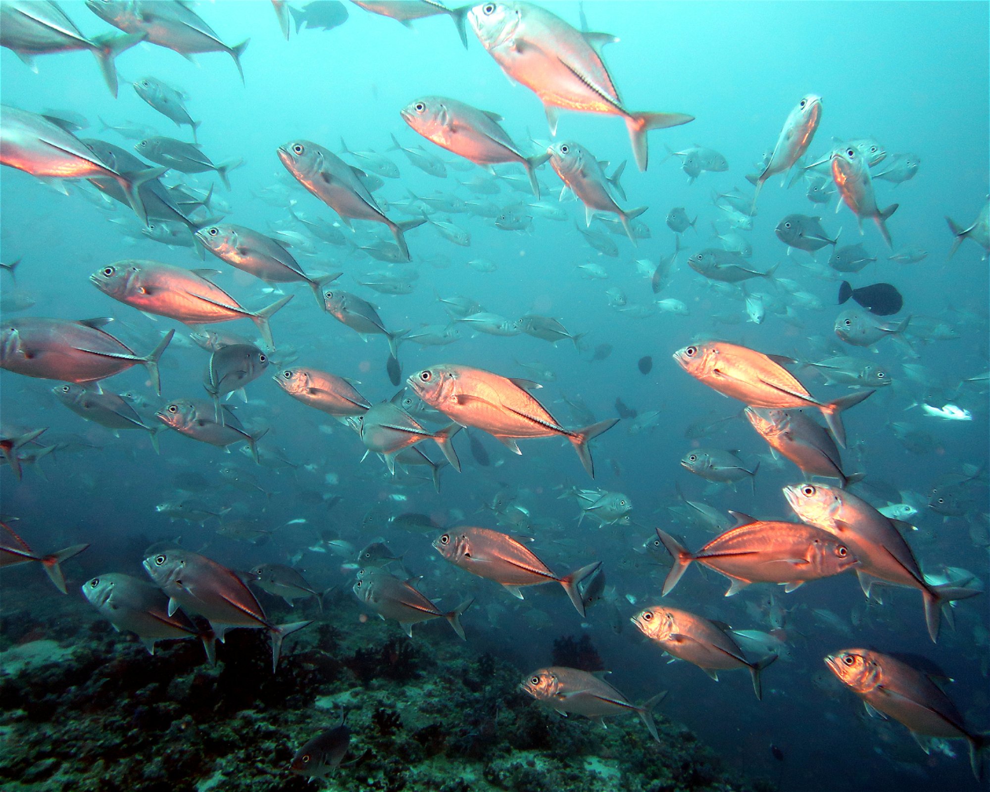 DivePoint Hudhuran Fushi, 20193 Male