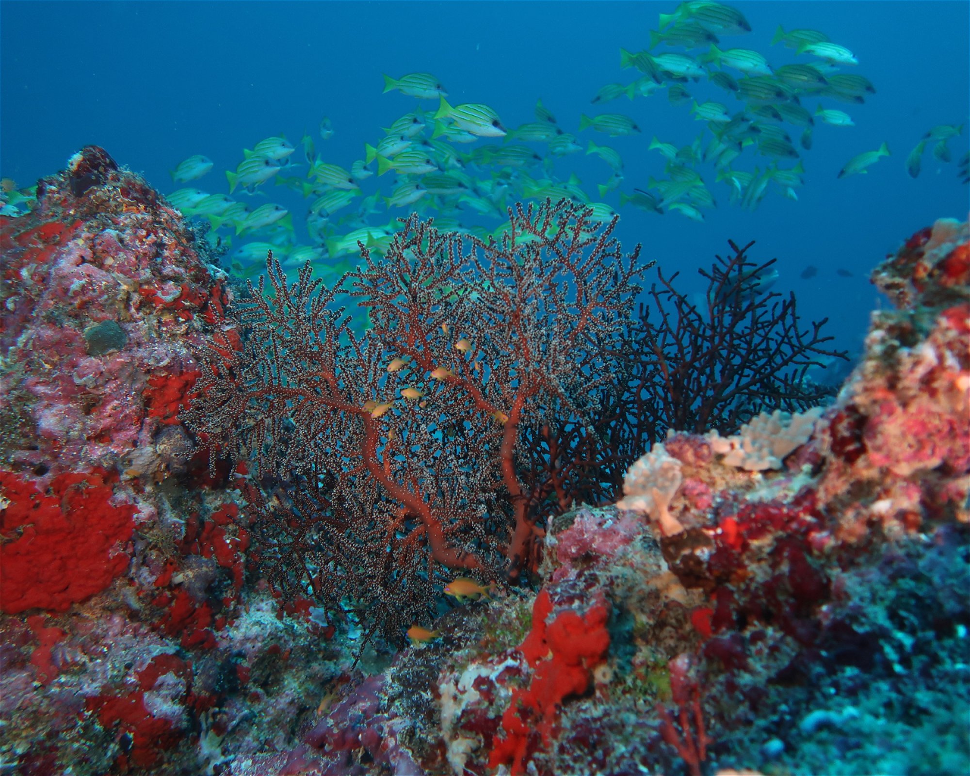 DivePoint Hudhuran Fushi, 20193 Male