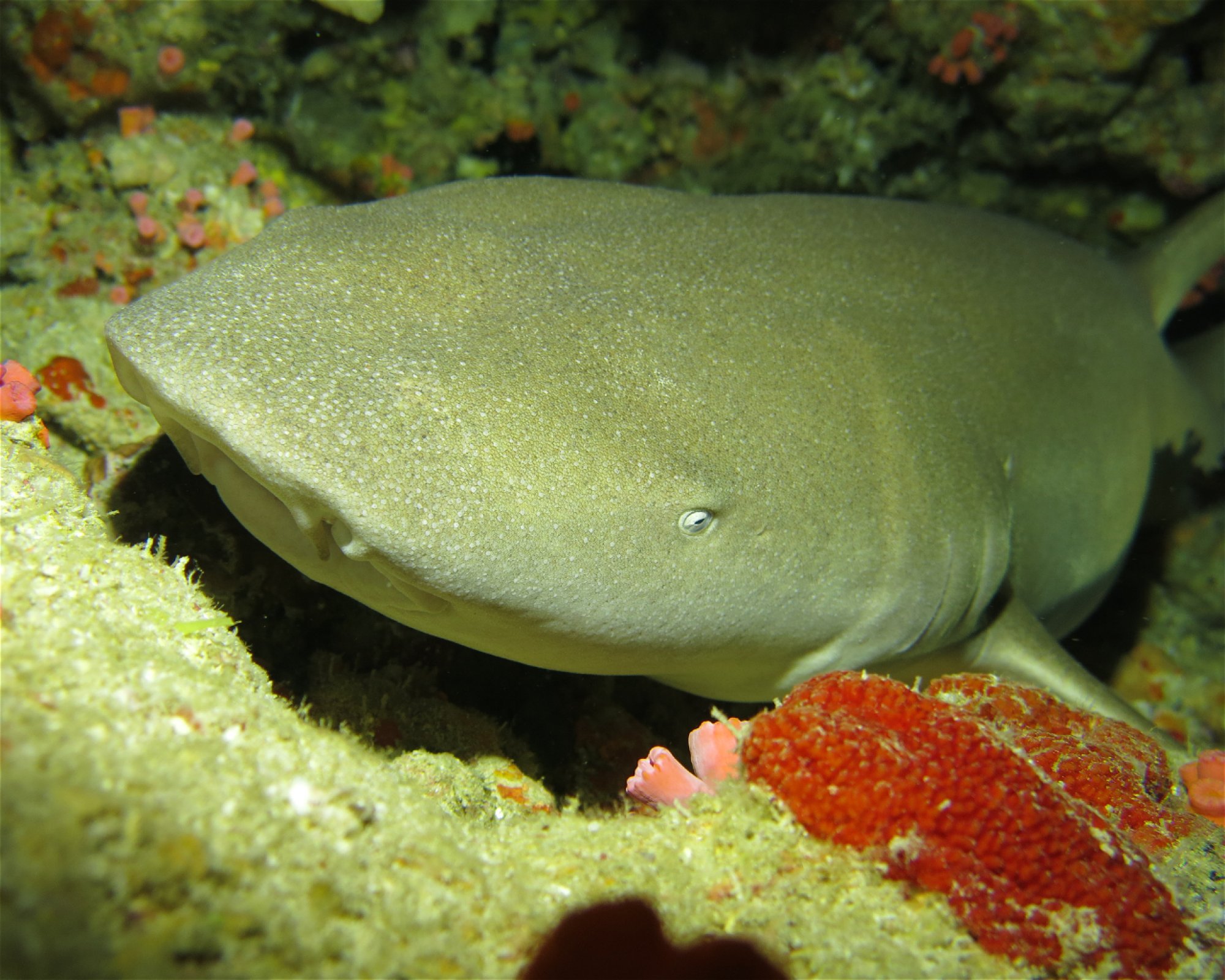 DivePoint Hudhuran Fushi, 20193 Male