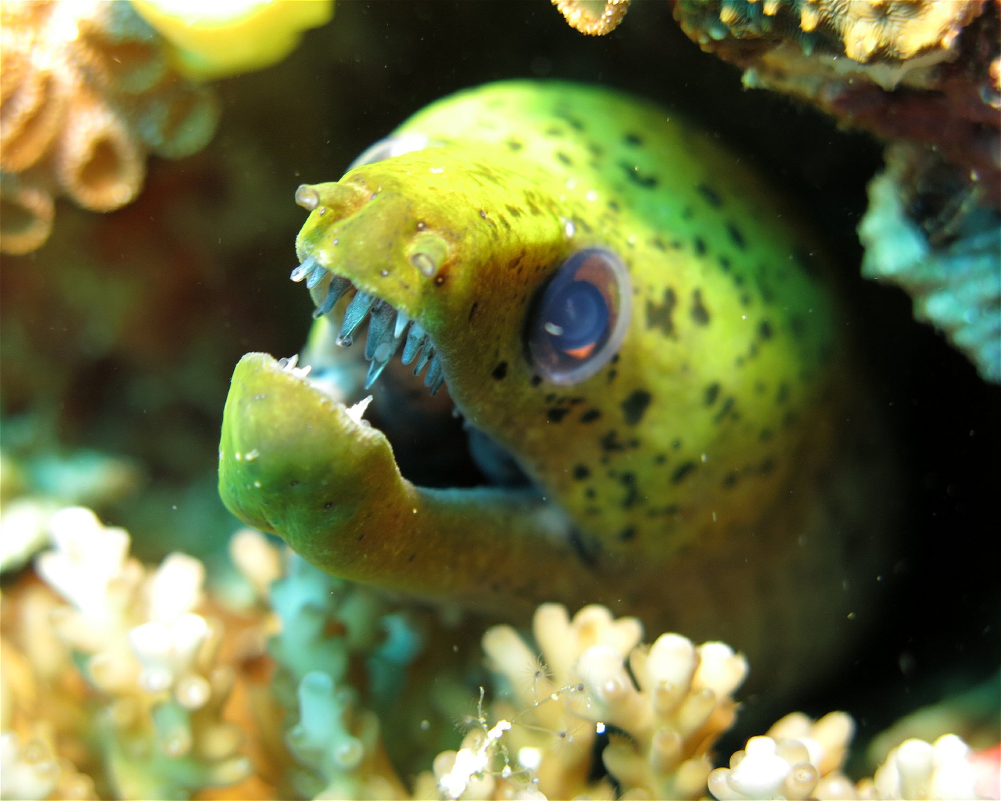 DivePoint Hudhuran Fushi, 20193 Male