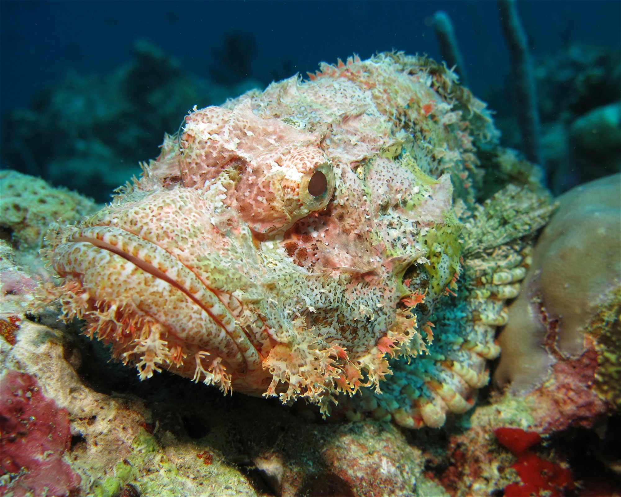 DivePoint Hudhuran Fushi, 20193 Male
