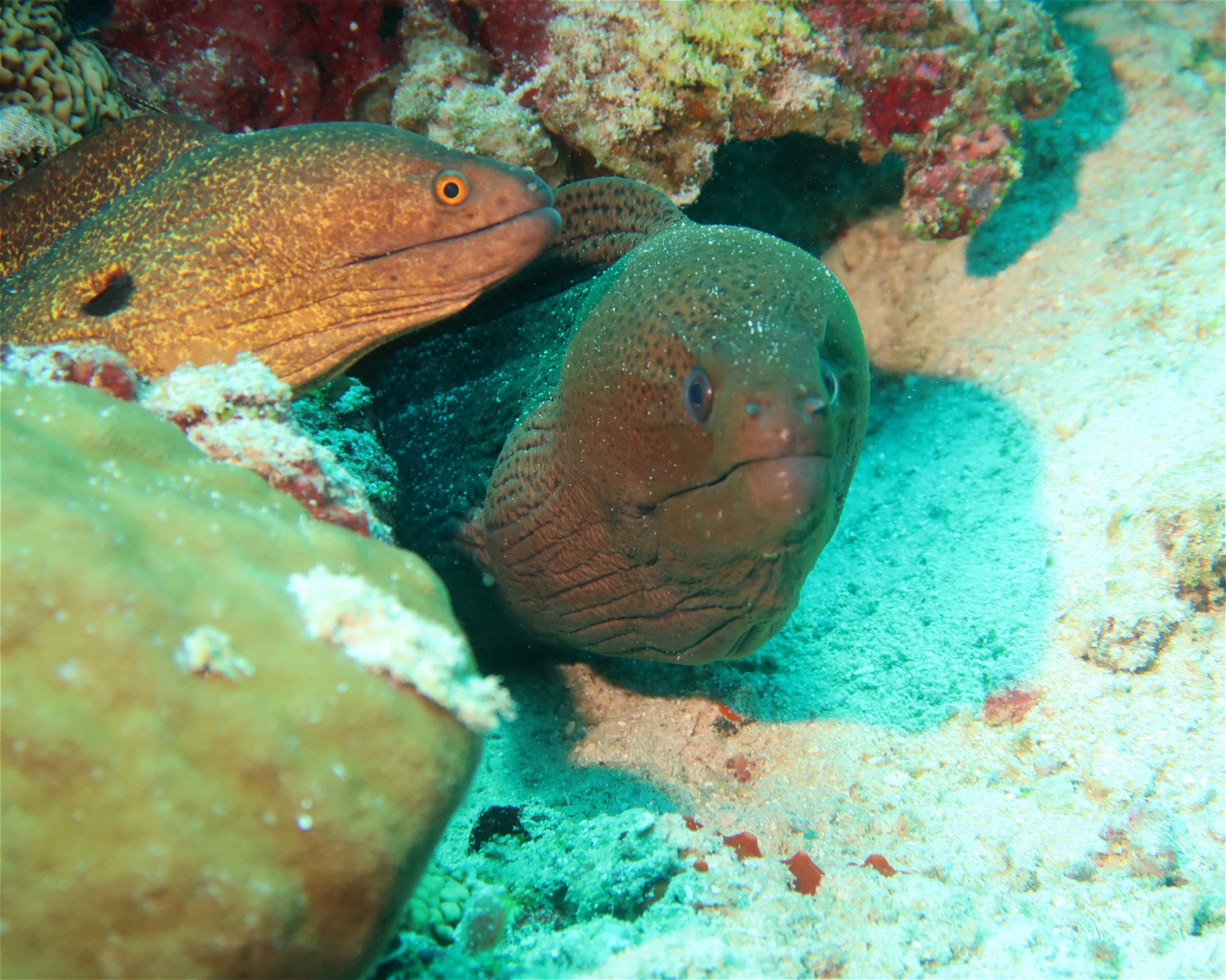 DivePoint Hudhuran Fushi, 20193 Male