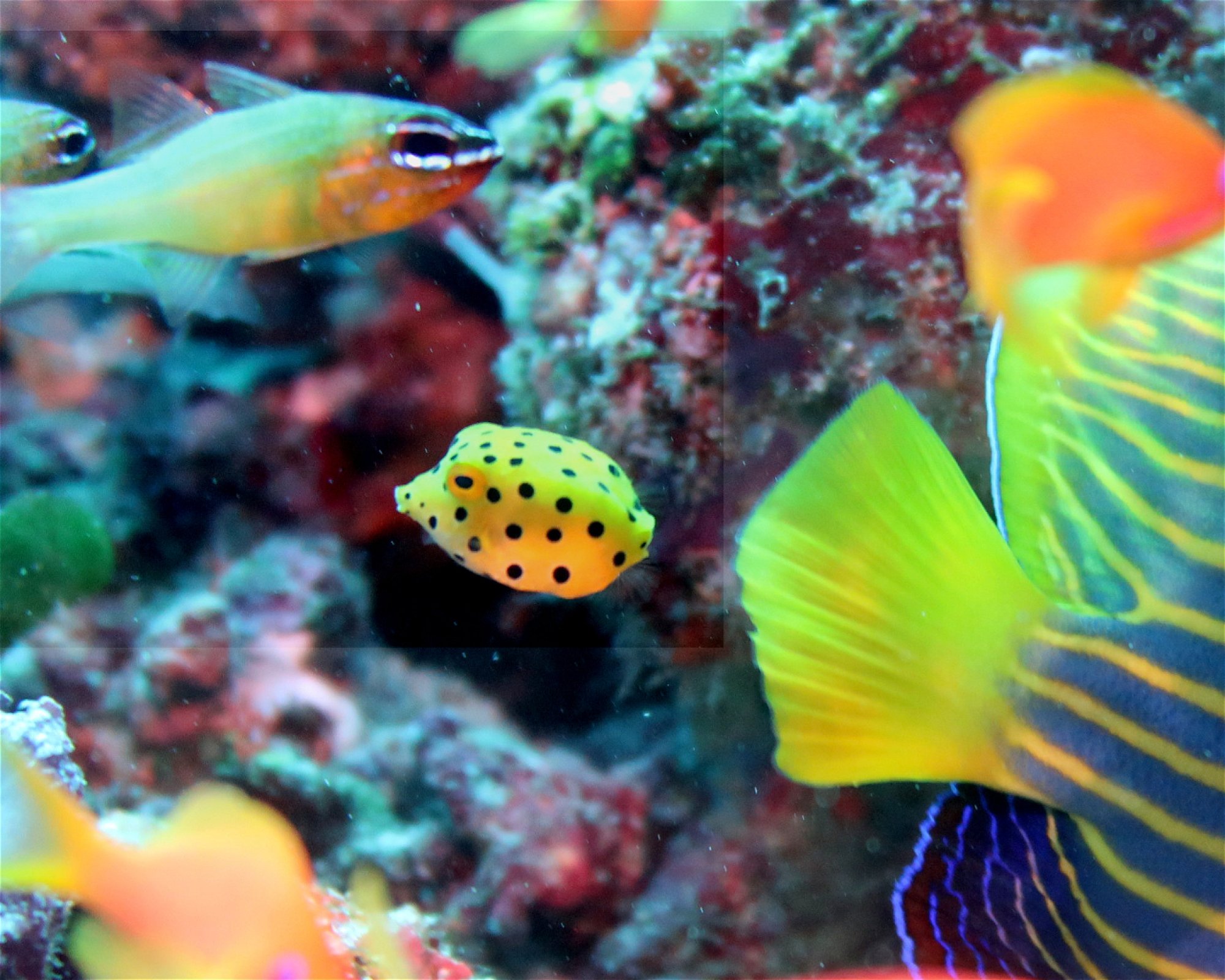 DivePoint Hudhuran Fushi, 20193 Male