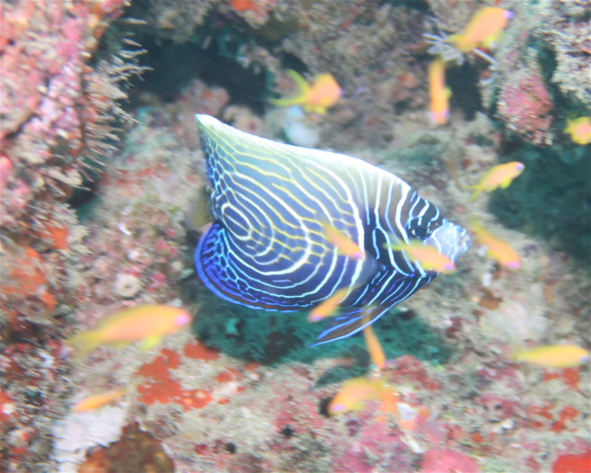 DivePoint Hudhuran Fushi, 20193 Male