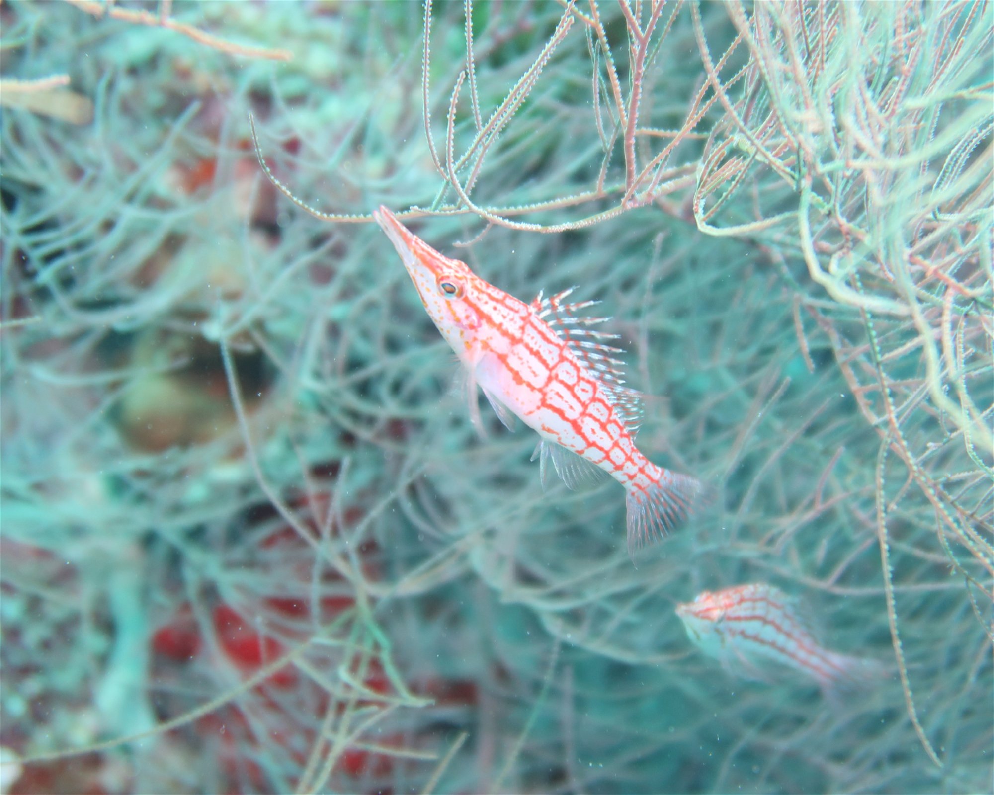 DivePoint Hudhuran Fushi, 20193 Male