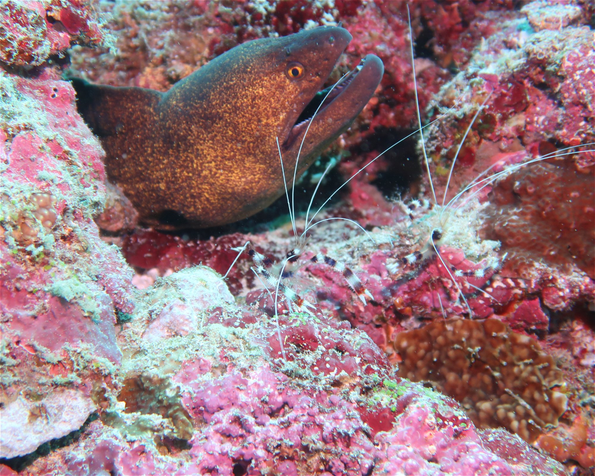 DivePoint Hudhuran Fushi, 20193 Male