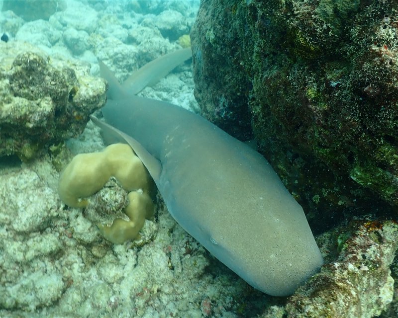 Divesite Image