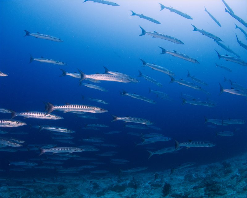 Divesite Image