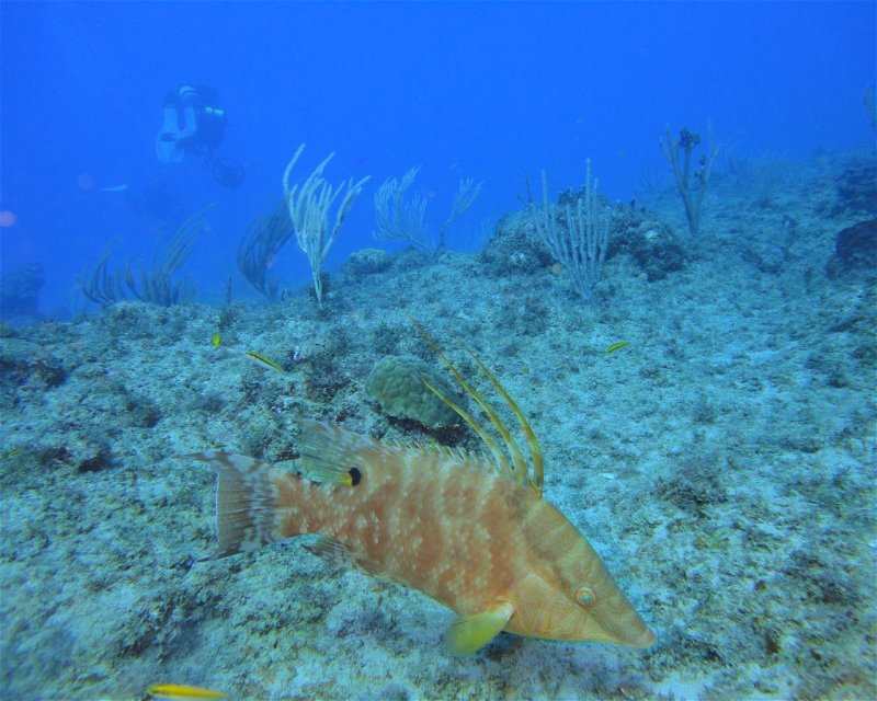 Divesite Image