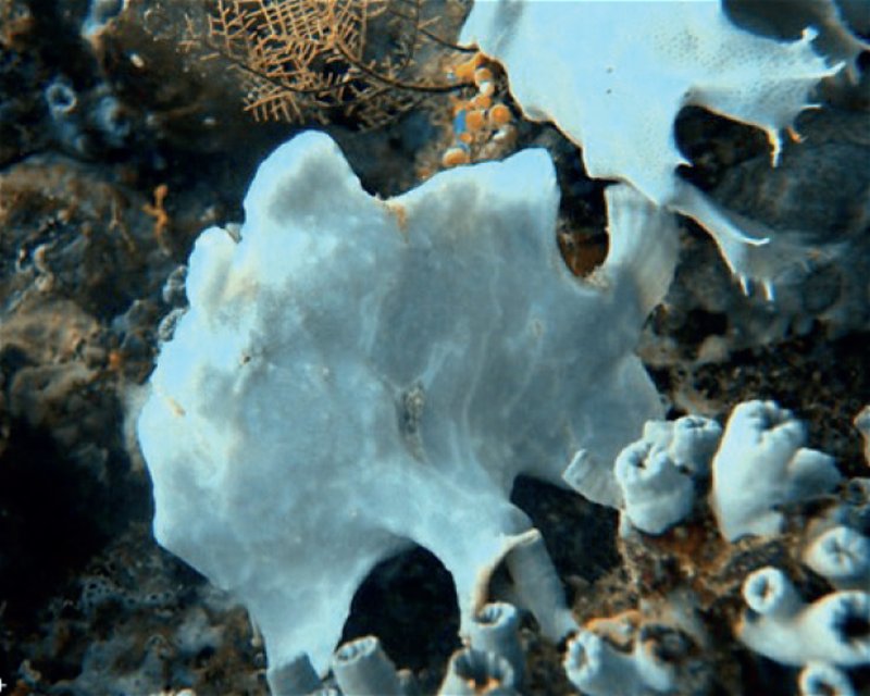 Divesite Image