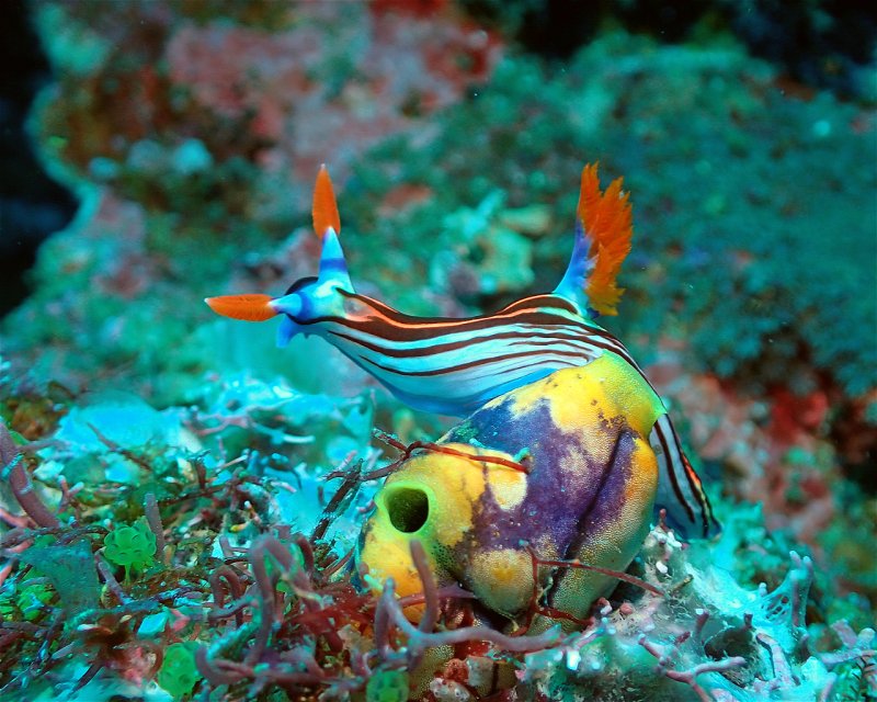Divesite Image