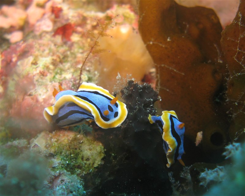 Divesite Image