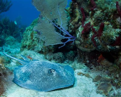 Moray Alley <span class="text-color-primary text-sm"> (★4.3)</span>