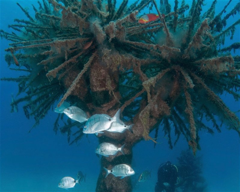 Divesite Image