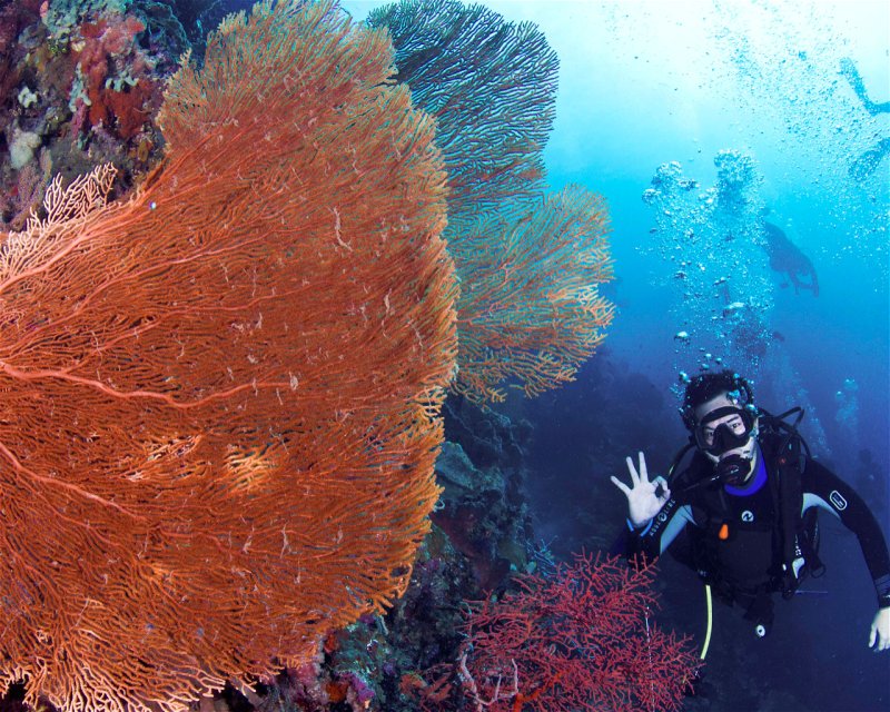snorkeling di menjangan