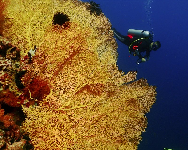 Divesite Image