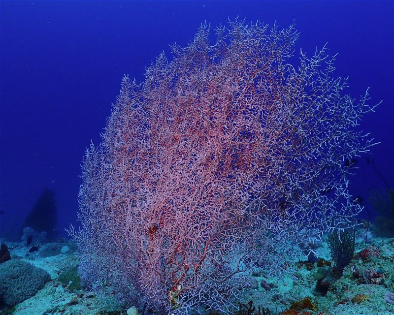 Divesite Image