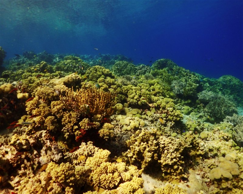 Divesite Image