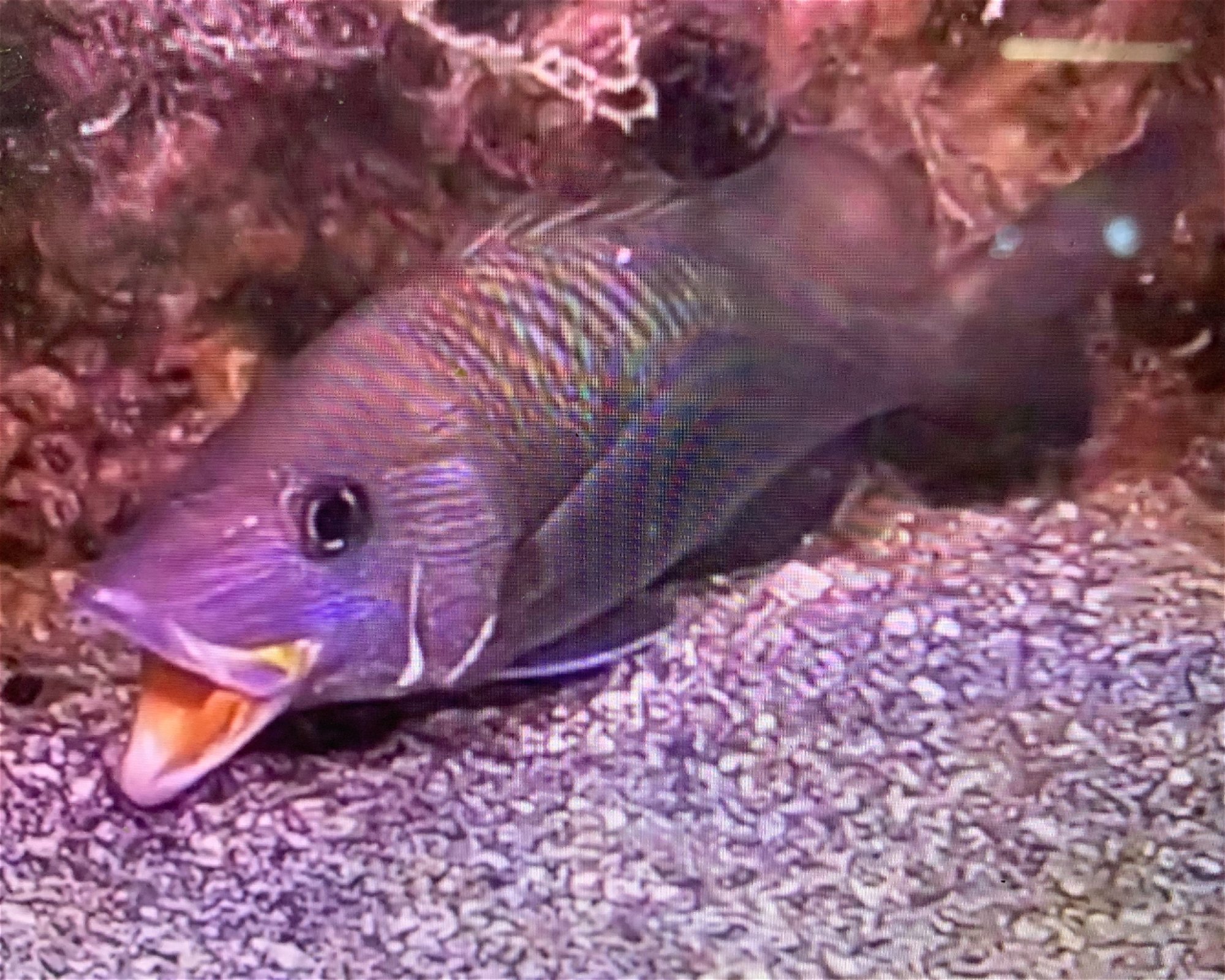 Jims Dive Shop, 33708 St Petersburg