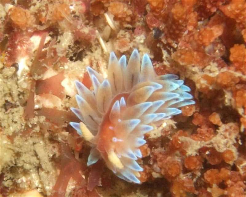 Divesite Image